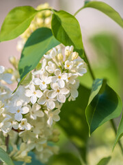White Blooming Lilac Flowers in spring with blured background