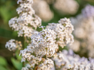 White Blooming Lilac Flowers in spring with blured background