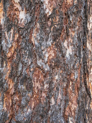 Bark texture and background of a old fir tree trunk. Detailed bark texture. Natural background