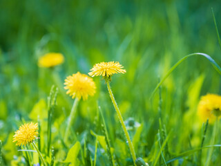 Field of yellow dandelions. Taraxacum officinale, the common dandelion