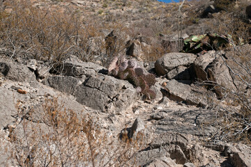 Cacti in the Rocks