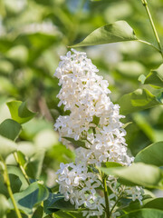 White Blooming Lilac Flowers in spring with blured background