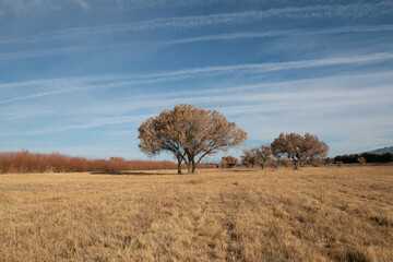 Obraz na płótnie Canvas Tree in the Field