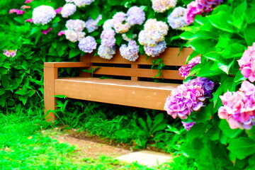 色鮮やかなアジサイに彩られた初夏のベンチ