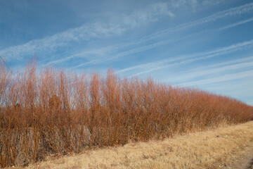 Desert Riparian and Sky