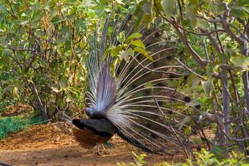 peacock