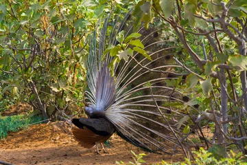 Sierkussen peacock © Naushad