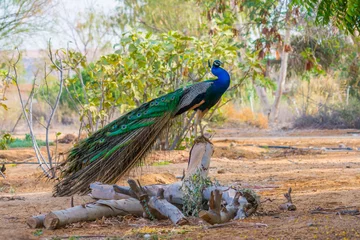 Raamstickers peacock © Naushad