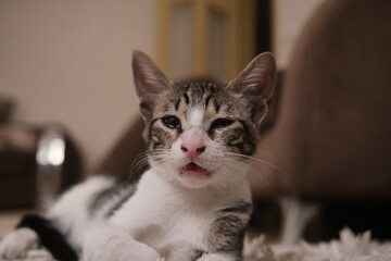 Sick, sluggish, runny nose domestic cat. Tabby and in white colors
