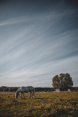 Beautiful white horse grazing on field in summer day