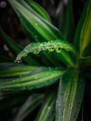 green leaf with water drops