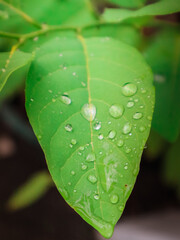 leaf with drops