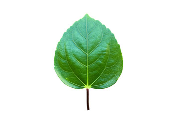 Isolated hibiscus or Chinese rose leaf with clipping paths.