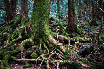 Aokigahara sea of trees