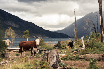 Cows in a forest with felled trees and a mountain range in the background