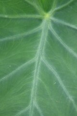 green color leaf with white scales