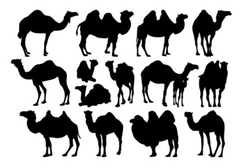 Camel. Black and white illustrations, templates isolated