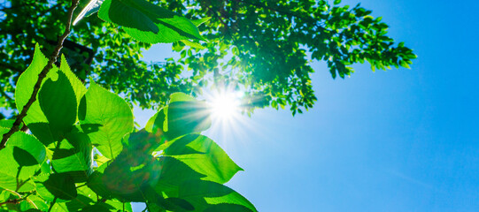 夏の青空と新緑と太陽の木漏れ日