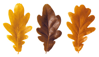 Autumnal oak leafs isolated on white background. - obrazy, fototapety, plakaty