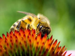 Bee on echinacea flower.