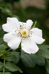 Blüte, blühen, Natur, Frühling, bunt, Farben, 