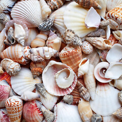A collection of seashells and clams top view closeup, as a natural background