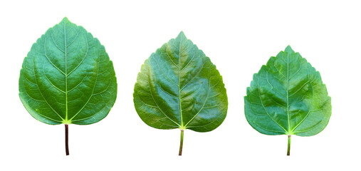 Isolated hibiscus or Chinese rose leaf with clipping paths.