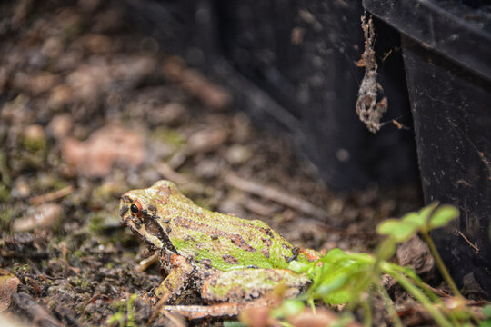 Pacific Chorus Frog (Pseudacris regilla) on bare ground with black plastic pots in the background