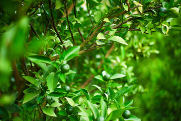 Fototapeta na wymiar outdoor background, orange branches, gardening, freshness, green, sweet.