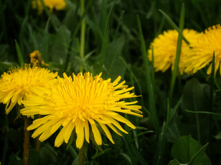 Dandelion in the grass. Yellow dandelion flower. Green grass. Close-up. Spring Green. Floral natural background