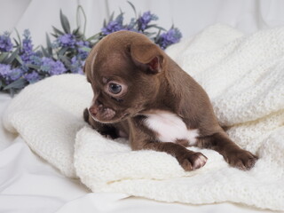 A small puppy of a Chihuahua dog breed of chocolate color on a light background