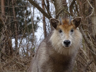 Fototapeta premium 二ホンカモシカ