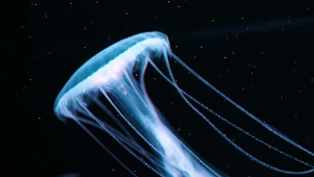 幻想的に泳ぐアマクサクラゲの映像