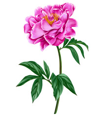 drawing flower of pink peony with green leaves isolated at white background , hand drawn botanical illustration