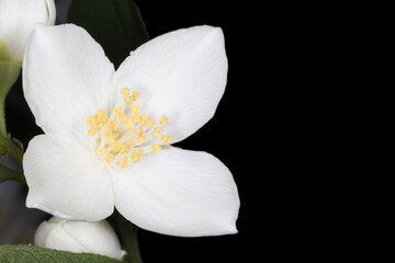 close up of jasmine blossom against black