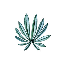 watercolor drawing tropical green leaf isolated at white background , hand drawn illustration