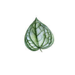 watercolor drawing tropical green leaf isolated at white background , hand drawn illustration