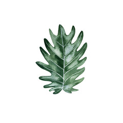 watercolor drawing tropical green leaf isolated at white background , hand drawn illustration