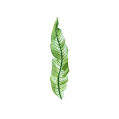 Obraz premium watercolor drawing tropical green leaf isolated at white background , hand drawn illustration