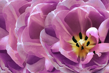 Tulip flower  purple.  Floral spring background.  Close-up. Nature.