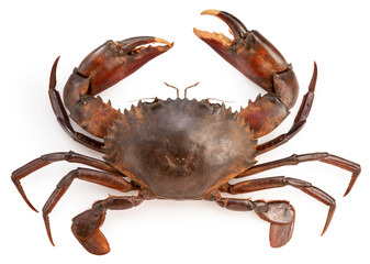 Raw Black Crab isolated on white background, Fresh Raw mud crab, Scylla serrata or Sea Crab on...