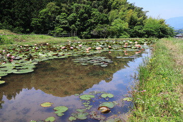 自然豊かな棚田で咲く睡蓮の花
