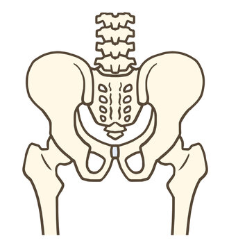 骨盤と股関節(後面)、腰椎、椎間板、寛骨、仙骨、腸骨、恥骨、坐骨