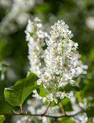 close-up of white bird cherry flowers in nature