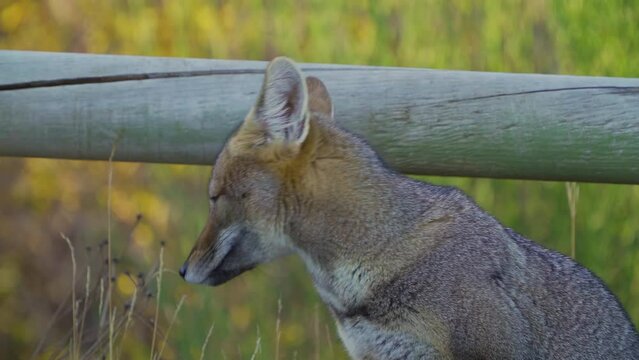 gray fox in national park, natural behavior with people nearby. slow motion with long lens