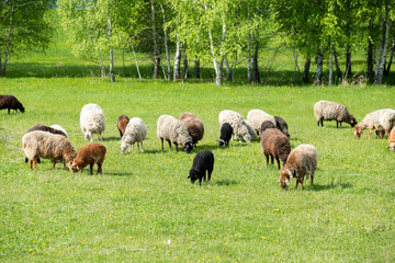 a flock of sheep grazes on a green lawn