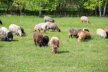 a flock of sheep grazes on a green lawn