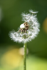 Fluffy white dandelion on a blurry background of nature