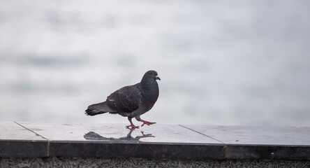 A wild pigeon on the seashore.