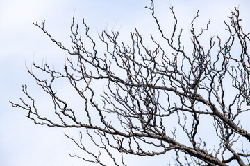 Fototapeta na wymiar bare tree branches against a blue sky with clouds